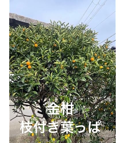 Amazon | 【屋久島産】アゲハ蝶 幼虫 餌 完全無農薬 みかんの葉っぱ 枝